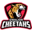 Cheetahs